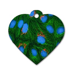 Fluorescence Microscopy Green Blue Dog Tag Heart (two Sides)