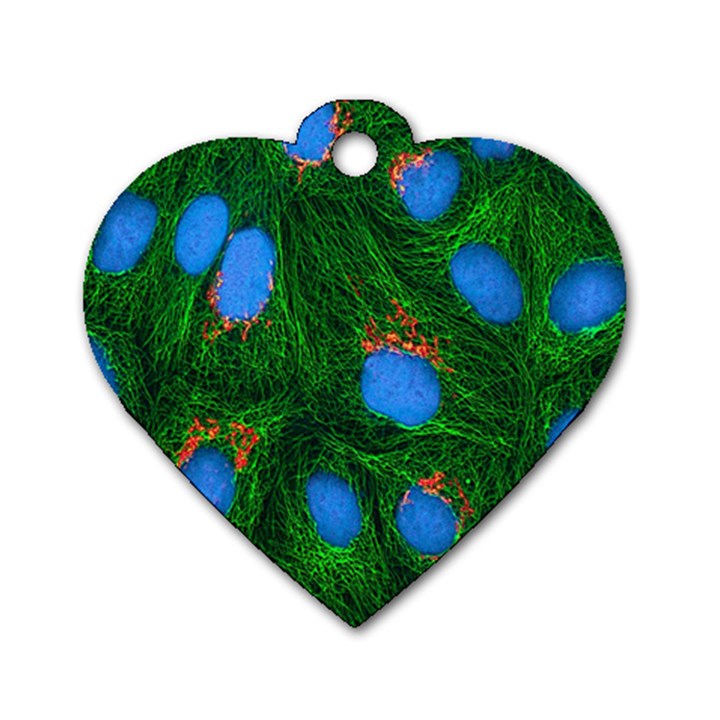 Fluorescence Microscopy Green Blue Dog Tag Heart (Two Sides)