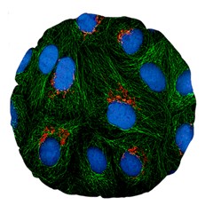 Fluorescence Microscopy Green Blue Large 18  Premium Round Cushions by Mariart