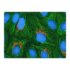 Fluorescence Microscopy Green Blue Double Sided Flano Blanket (mini) 