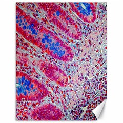 Histology Inc Histo Logistics Incorporated Alcian Blue Canvas 18  X 24   by Mariart