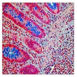 Histology Inc Histo Logistics Incorporated Alcian Blue Large Satin Scarf (Square) Front