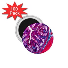 Histology Inc Histo Logistics Incorporated Masson s Trichrome Three Colour Staining 1 75  Magnets (100 Pack)  by Mariart