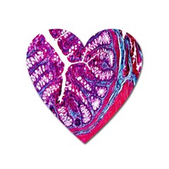 Histology Inc Histo Logistics Incorporated Masson s Trichrome Three Colour Staining Heart Magnet by Mariart