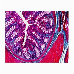 Histology Inc Histo Logistics Incorporated Masson s Trichrome Three Colour Staining Small Glasses Cloth