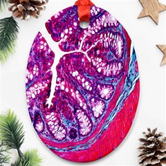 Histology Inc Histo Logistics Incorporated Masson s Trichrome Three Colour Staining Oval Ornament (two Sides) by Mariart