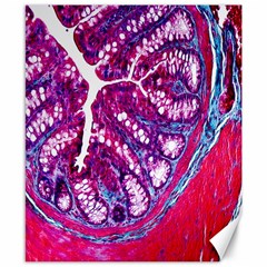 Histology Inc Histo Logistics Incorporated Masson s Trichrome Three Colour Staining Canvas 8  X 10  by Mariart