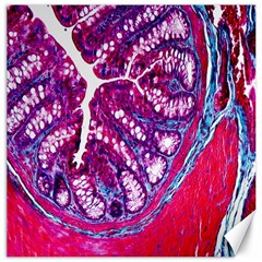 Histology Inc Histo Logistics Incorporated Masson s Trichrome Three Colour Staining Canvas 12  X 12   by Mariart