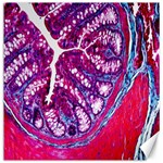 Histology Inc Histo Logistics Incorporated Masson s Trichrome Three Colour Staining Canvas 20  x 20   19 x19.27  Canvas - 1