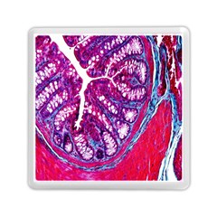 Histology Inc Histo Logistics Incorporated Masson s Trichrome Three Colour Staining Memory Card Reader (square) 