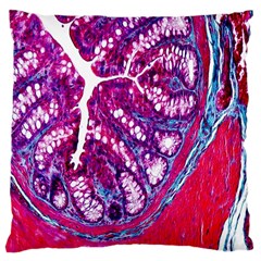 Histology Inc Histo Logistics Incorporated Masson s Trichrome Three Colour Staining Large Cushion Case (one Side) by Mariart