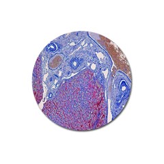 Histology Inc Histo Logistics Incorporated Human Liver Rhodanine Stain Copper Magnet 3  (round) by Mariart