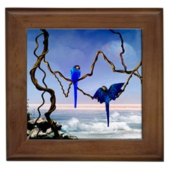 Wonderful Blue  Parrot Looking To The Ocean Framed Tiles