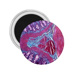 Natural Stone Red Blue Space Explore Medical Illustration Alternative 2 25  Magnets by Mariart