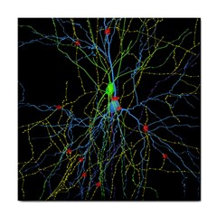 Synaptic Connections Between Pyramida Neurons And Gabaergic Interneurons Were Labeled Biotin During Tile Coasters by Mariart