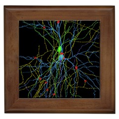 Synaptic Connections Between Pyramida Neurons And Gabaergic Interneurons Were Labeled Biotin During Framed Tiles by Mariart