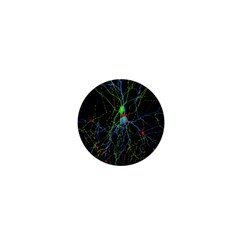 Synaptic Connections Between Pyramida Neurons And Gabaergic Interneurons Were Labeled Biotin During 1  Mini Magnets by Mariart