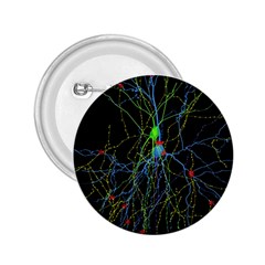 Synaptic Connections Between Pyramida Neurons And Gabaergic Interneurons Were Labeled Biotin During 2 25  Buttons by Mariart