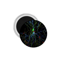 Synaptic Connections Between Pyramida Neurons And Gabaergic Interneurons Were Labeled Biotin During 1 75  Magnets by Mariart