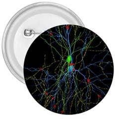 Synaptic Connections Between Pyramida Neurons And Gabaergic Interneurons Were Labeled Biotin During 3  Buttons by Mariart