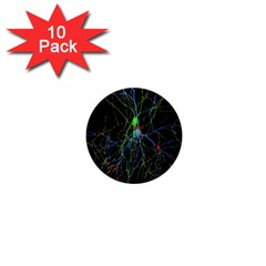 Synaptic Connections Between Pyramida Neurons And Gabaergic Interneurons Were Labeled Biotin During 1  Mini Buttons (10 Pack)  by Mariart