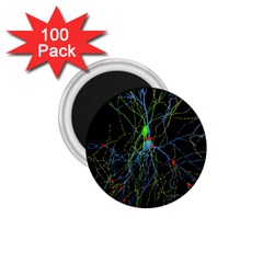 Synaptic Connections Between Pyramida Neurons And Gabaergic Interneurons Were Labeled Biotin During 1 75  Magnets (100 Pack)  by Mariart