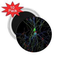 Synaptic Connections Between Pyramida Neurons And Gabaergic Interneurons Were Labeled Biotin During 2 25  Magnets (10 Pack)  by Mariart