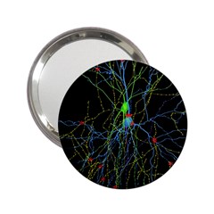 Synaptic Connections Between Pyramida Neurons And Gabaergic Interneurons Were Labeled Biotin During 2 25  Handbag Mirrors by Mariart