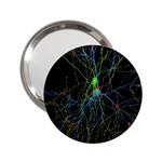 Synaptic Connections Between Pyramida Neurons And Gabaergic Interneurons Were Labeled Biotin During 2.25  Handbag Mirrors Front