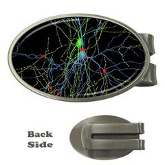 Synaptic Connections Between Pyramida Neurons And Gabaergic Interneurons Were Labeled Biotin During Money Clips (oval)  by Mariart