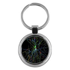 Synaptic Connections Between Pyramida Neurons And Gabaergic Interneurons Were Labeled Biotin During Key Chains (round)  by Mariart