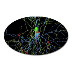 Synaptic Connections Between Pyramida Neurons And Gabaergic Interneurons Were Labeled Biotin During Oval Magnet by Mariart