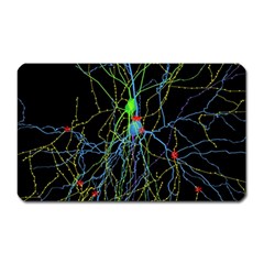 Synaptic Connections Between Pyramida Neurons And Gabaergic Interneurons Were Labeled Biotin During Magnet (rectangular) by Mariart