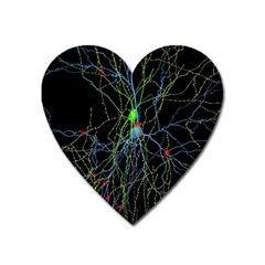 Synaptic Connections Between Pyramida Neurons And Gabaergic Interneurons Were Labeled Biotin During Heart Magnet by Mariart