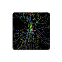 Synaptic Connections Between Pyramida Neurons And Gabaergic Interneurons Were Labeled Biotin During Square Magnet by Mariart