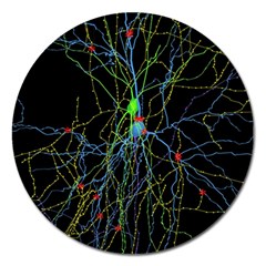 Synaptic Connections Between Pyramida Neurons And Gabaergic Interneurons Were Labeled Biotin During Magnet 5  (round)