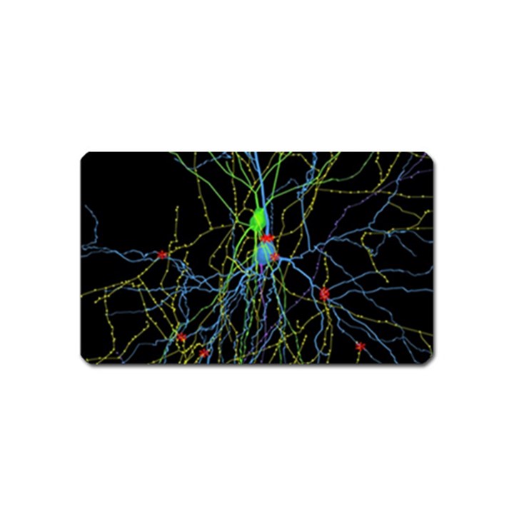 Synaptic Connections Between Pyramida Neurons And Gabaergic Interneurons Were Labeled Biotin During Magnet (Name Card)