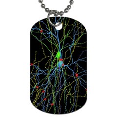 Synaptic Connections Between Pyramida Neurons And Gabaergic Interneurons Were Labeled Biotin During Dog Tag (one Side) by Mariart