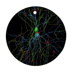 Synaptic Connections Between Pyramida Neurons And Gabaergic Interneurons Were Labeled Biotin During Round Ornament (two Sides)