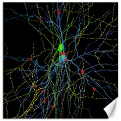 Synaptic Connections Between Pyramida Neurons And Gabaergic Interneurons Were Labeled Biotin During Canvas 12  X 12   by Mariart