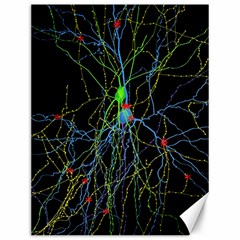 Synaptic Connections Between Pyramida Neurons And Gabaergic Interneurons Were Labeled Biotin During Canvas 12  X 16   by Mariart