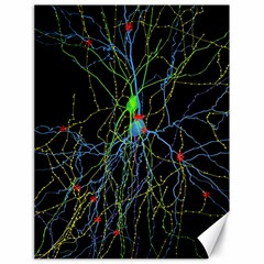 Synaptic Connections Between Pyramida Neurons And Gabaergic Interneurons Were Labeled Biotin During Canvas 18  X 24   by Mariart