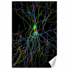 Synaptic Connections Between Pyramida Neurons And Gabaergic Interneurons Were Labeled Biotin During Canvas 20  X 30   by Mariart