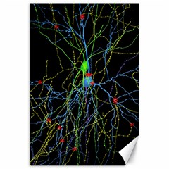 Synaptic Connections Between Pyramida Neurons And Gabaergic Interneurons Were Labeled Biotin During Canvas 24  X 36  by Mariart