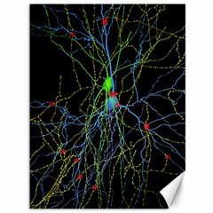 Synaptic Connections Between Pyramida Neurons And Gabaergic Interneurons Were Labeled Biotin During Canvas 36  X 48   by Mariart