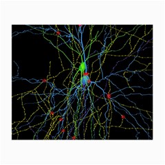 Synaptic Connections Between Pyramida Neurons And Gabaergic Interneurons Were Labeled Biotin During Small Glasses Cloth (2-side) by Mariart