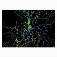 Synaptic Connections Between Pyramida Neurons And Gabaergic Interneurons Were Labeled Biotin During Large Glasses Cloth (2-side) by Mariart