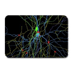 Synaptic Connections Between Pyramida Neurons And Gabaergic Interneurons Were Labeled Biotin During Plate Mats by Mariart