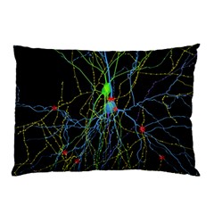 Synaptic Connections Between Pyramida Neurons And Gabaergic Interneurons Were Labeled Biotin During Pillow Case by Mariart