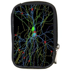 Synaptic Connections Between Pyramida Neurons And Gabaergic Interneurons Were Labeled Biotin During Compact Camera Cases by Mariart